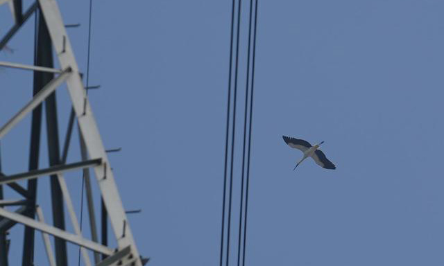 圖為12月12日，東方白鸛在鐵塔旁盤旋。（新華社記者 周密 攝）