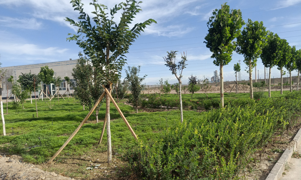 中節能太陽能新疆區阿克蘇舒奇蒙、融創光伏電站，位于世界第二大沙漠塔克拉瑪干沙漠邊緣的阿克蘇市西工業園區內。2018年開始，電站積極實施綠化工程，經過兩年多的努力，如今的電站已成為戈壁中小綠洲，成為黃沙中的一道亮眼的風景。