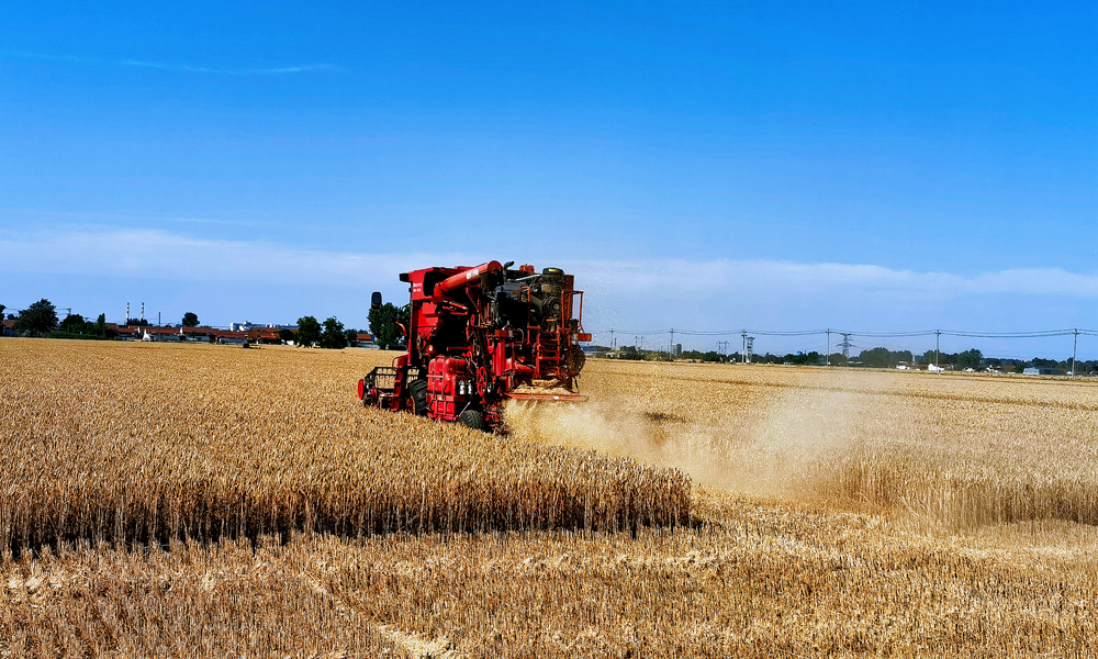 麥穗搖曳麥香濃，又是一年豐收時。近日，山東桓臺MAP中化現代農業示范農場內種植的“低碳小麥”迎來首個開鐮季。“低碳小麥”畝產量為624.6公斤，與周邊農戶相比畝產提升約7.5%，其產生的溫室氣體排放相較于傳統種植方式減少約30%，實現增收減碳兩不誤。