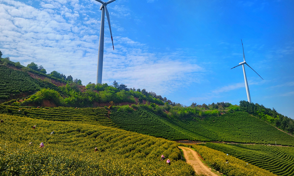 位于安徽宣城的中廣核安徽廣德白馬湖風電項目的茶山上，一場別開生面的“綠色春耕交響曲”正在上演，數十臺白色風機如巨人般矗立在層層茶山之間，槳葉隨風緩緩旋轉，與腳下吐露新芽的茶樹構成動靜相宜的生態畫卷。茶農們背著竹簍在風機投下的斑駁光影間采摘明前茶，白馬湖風電場的運維人員在巡檢之余也幫助茶農們采茶，助力茶農創收。