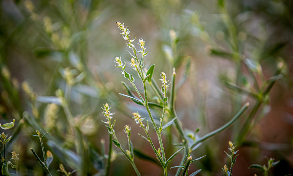 看似細小的沙芥，卻有著頑強的生命力，扎入地下的根系是莖高的3倍。沙蒿、沙打旺等植物也都在光伏板下落地生根，用點點新綠為沙海帶來無限生機。